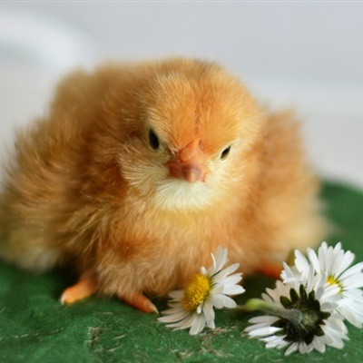 可爱小鸡的头像 嫩黄可爱的小鸡图片