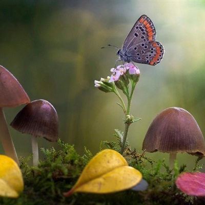 好看漂亮唯美梦幻的蝴蝶图片头像图片