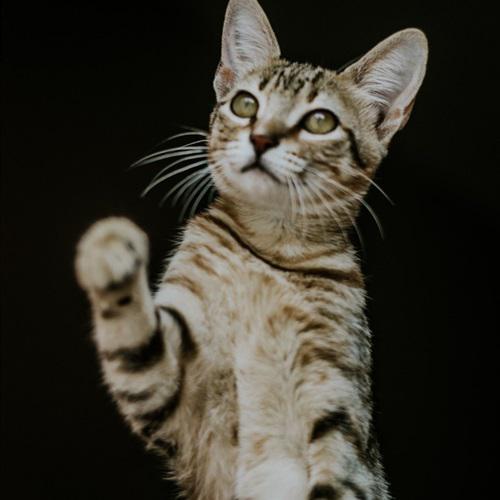 可爱的虎斑猫是不是很喜欢呢，超好看的猫咪头像