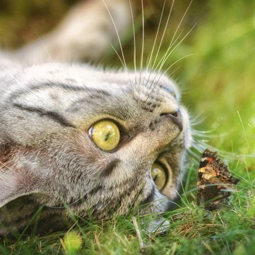 可爱的虎斑猫是不是很喜欢呢，超好看的猫咪头像
