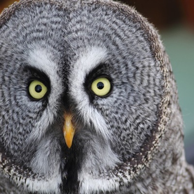 个性眼神犀利的猫头鹰QQ微信头像图片