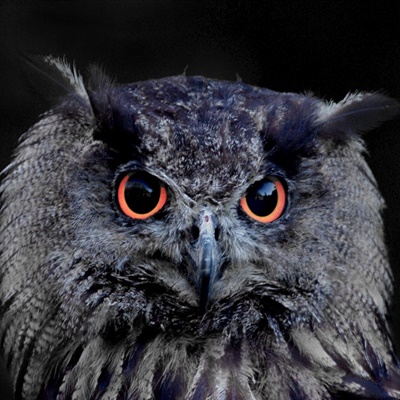 个性眼神犀利的猫头鹰QQ微信头像图片