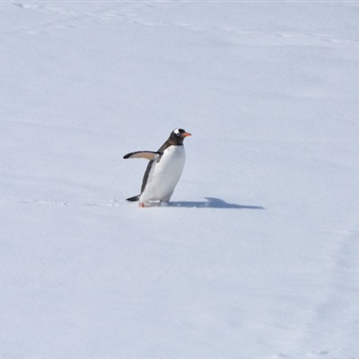 可爱憨态可掬的企鹅真实微信头像图片