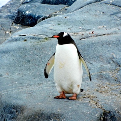 可爱憨态可掬的企鹅真实微信头像图片