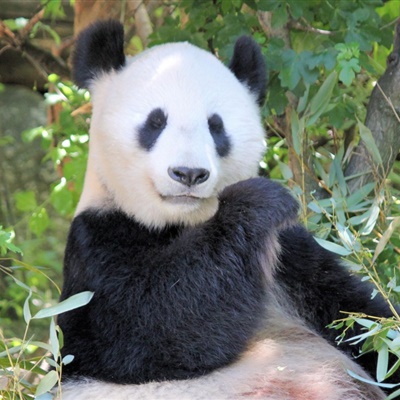 可爱适合做头像的熊猫图片高清