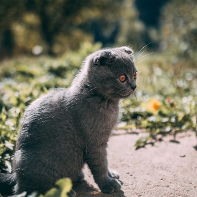 可爱小猫咪头像 特别萌的折耳猫图片