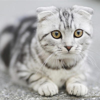 可爱小猫咪头像 特别萌的折耳猫图片