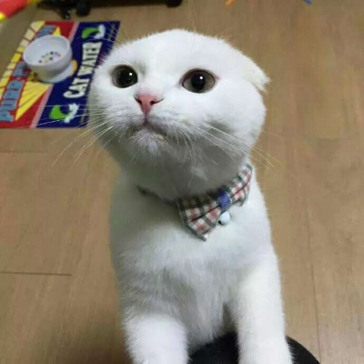 可爱的小猫头像 卖萌的白色猫咪太可人了