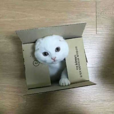可爱的小猫头像 卖萌的白色猫咪太可人了