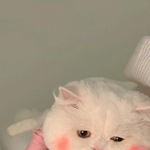 适合做头像的萌宠图片，白色萌萌的可爱到憨的小猫咪