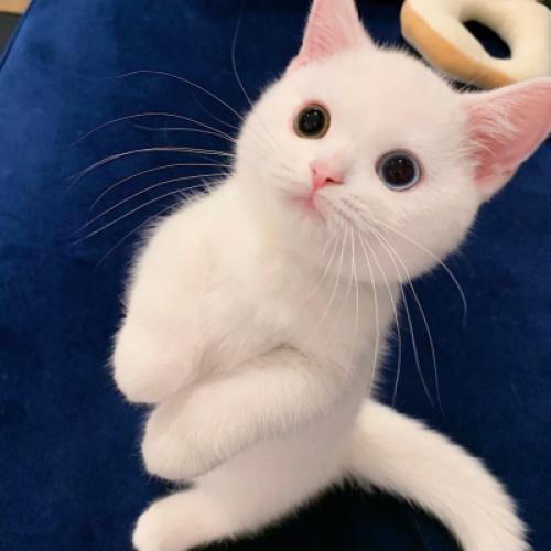 可爱白色的小猫头像，看到不用也会收藏的
