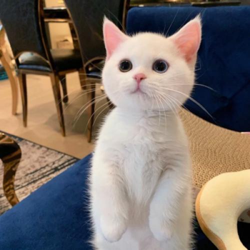 可爱白色的小猫头像，看到不用也会收藏的