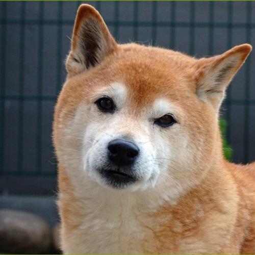 秋田犬头像，憨厚的秋田犬头部特写图片