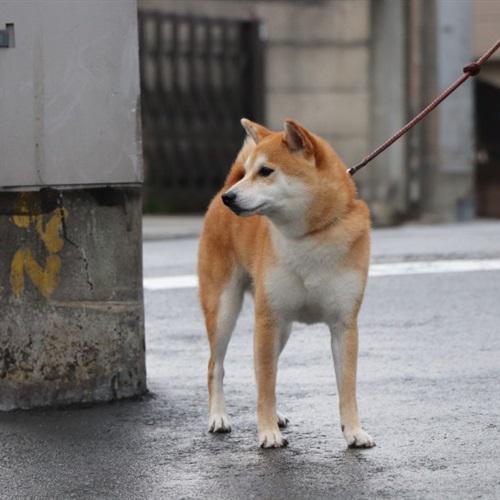 好看活泼开朗的秋田犬QQ微信图片