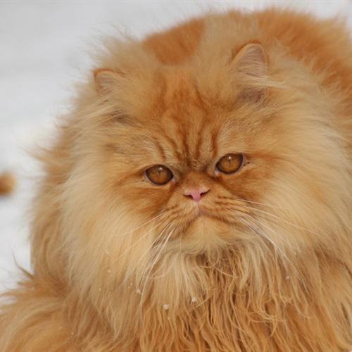 性格温顺的波斯猫头像高清头像图片