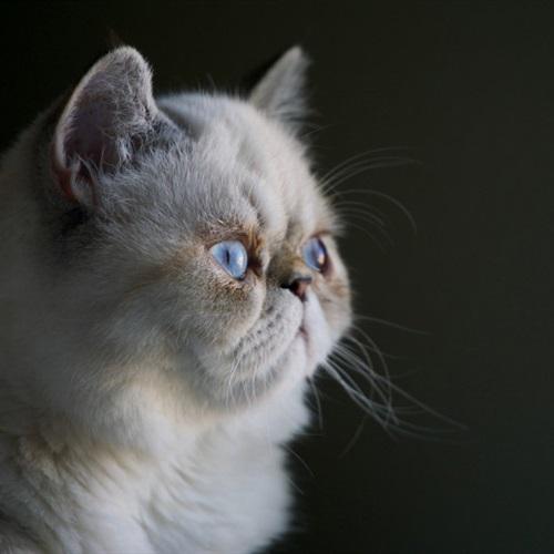 猫微信头像，温柔安静的异国短毛猫