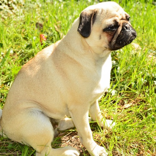 可爱的巴哥犬微信头像，胖嘟嘟的狗狗送给爱狗人士