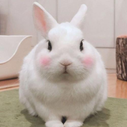 可爱萌宠头像，我喜欢小白兔你喜欢什么呢