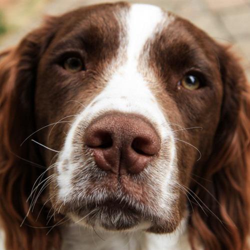 微信狗头头像，可爱的可卡犬图片