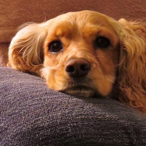 微信狗头头像，可爱的可卡犬图片