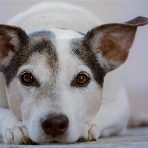 超级可爱的狗狗头像，杰克罗素梗犬图片