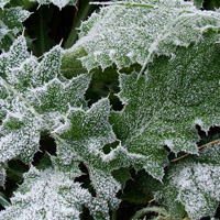 个性唯美头像图片,冰雪植物,冬天真好,能看到雪