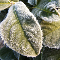 个性唯美头像图片,冰雪植物,冬天真好,能看到雪