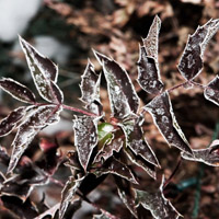 个性唯美头像图片,冰雪植物,冬天真好,能看到雪