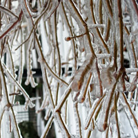 个性唯美头像图片,冰雪植物,冬天真好,能看到雪