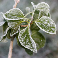 个性唯美头像图片,冰雪植物,冬天真好,能看到雪