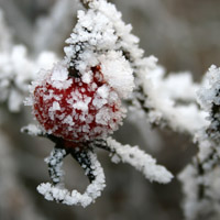 个性唯美头像图片,冰雪植物,冬天真好,能看到雪