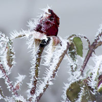 个性唯美头像图片,冰雪植物,冬天真好,能看到雪