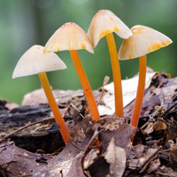 雨后蘑菇唯美高清头像图片,森林中的