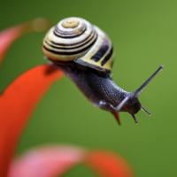 蜗牛头像图片,蜗牛励志微信头像,希望自己是头蜗牛