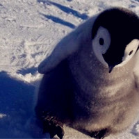 qq企鹅头像,qq个性企鹅头像图片,是真企鹅啦