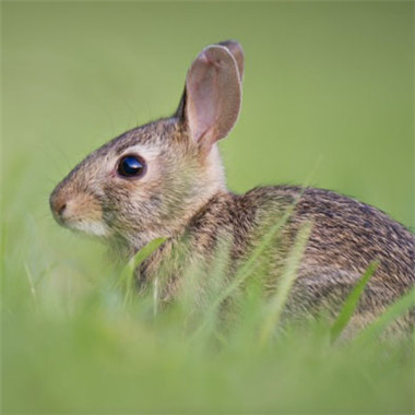 头像萌萌哒-灰色可爱的兔子图片