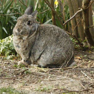 头像萌萌哒-灰色可爱的兔子图片