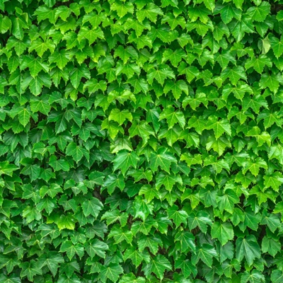 绿色养眼微信头像 常春藤植物很少见的图