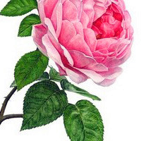 彩铅手绘花卉头像图片 色彩丰富且细腻
