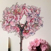 手绘花朵头像图片,画的花儿与真花放在一起点缀一下