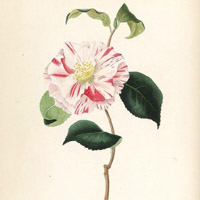 唯美手绘花卉头像,漂亮的山茶花花卉图片