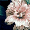 好看的花朵图片微博头像大全，100像素适合腾讯、新浪等