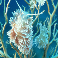 好看的唯美图片头像,漂亮彩色海葵珊瑚图片