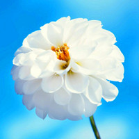 最新拍的艳丽小花朵唯美头像_一朵朵花儿在向冬季告别