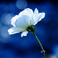 最新拍的艳丽小花朵唯美头像_一朵朵花儿在向冬季告别