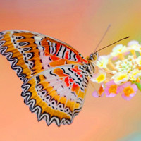 翅膀阔大颜色美丽蝴蝶唯美头像图片,色彩鲜艳，身上有好多条纹