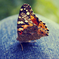 翅膀阔大颜色美丽蝴蝶唯美头像图片,色彩鲜艳，身上有好多条纹