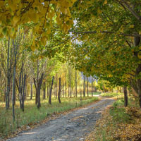 秋季树林风景,林间小路更是美丽,味儿依然是绿色