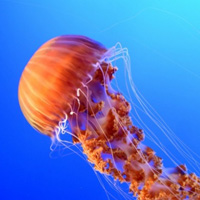 海洋生物水母QQ经典头像图片,色彩各异的水母显得十分美丽