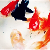 漂亮五彩的鱼群qq头像图片,各种好看的鱼儿